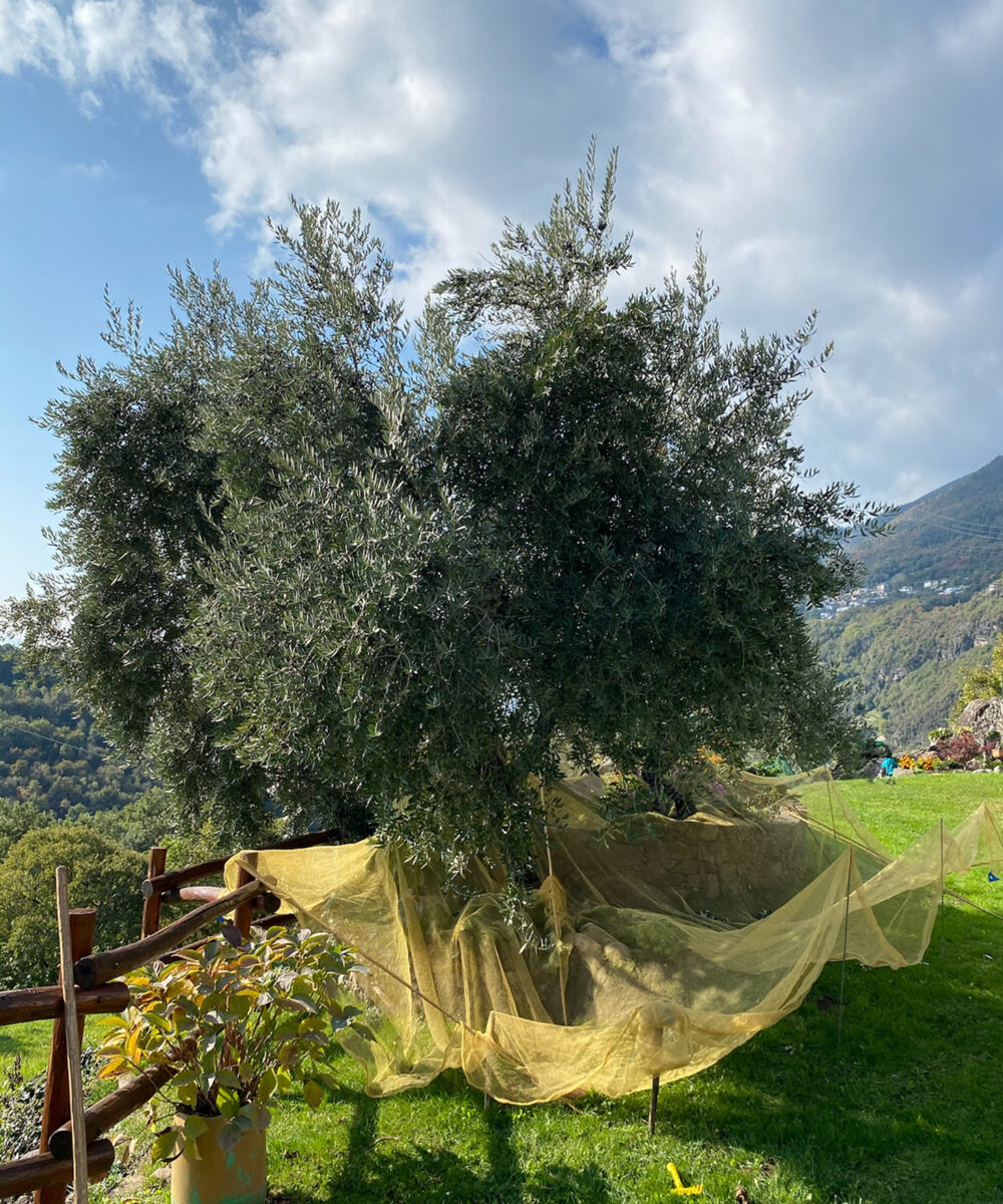 olive Pianta di olive durante la raccolta